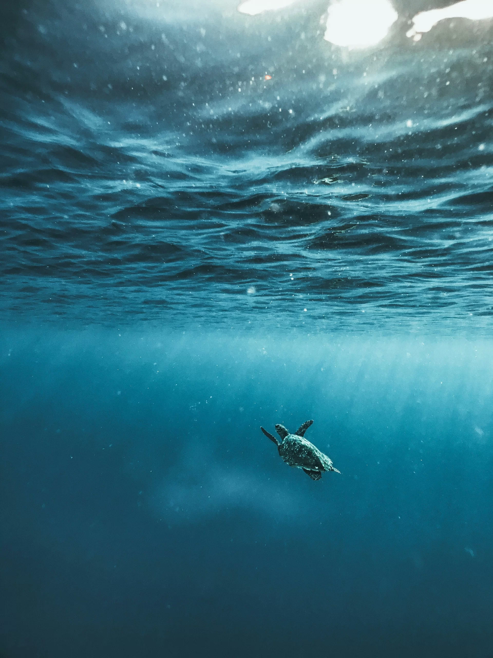 A sea turtle swimming in the ocean