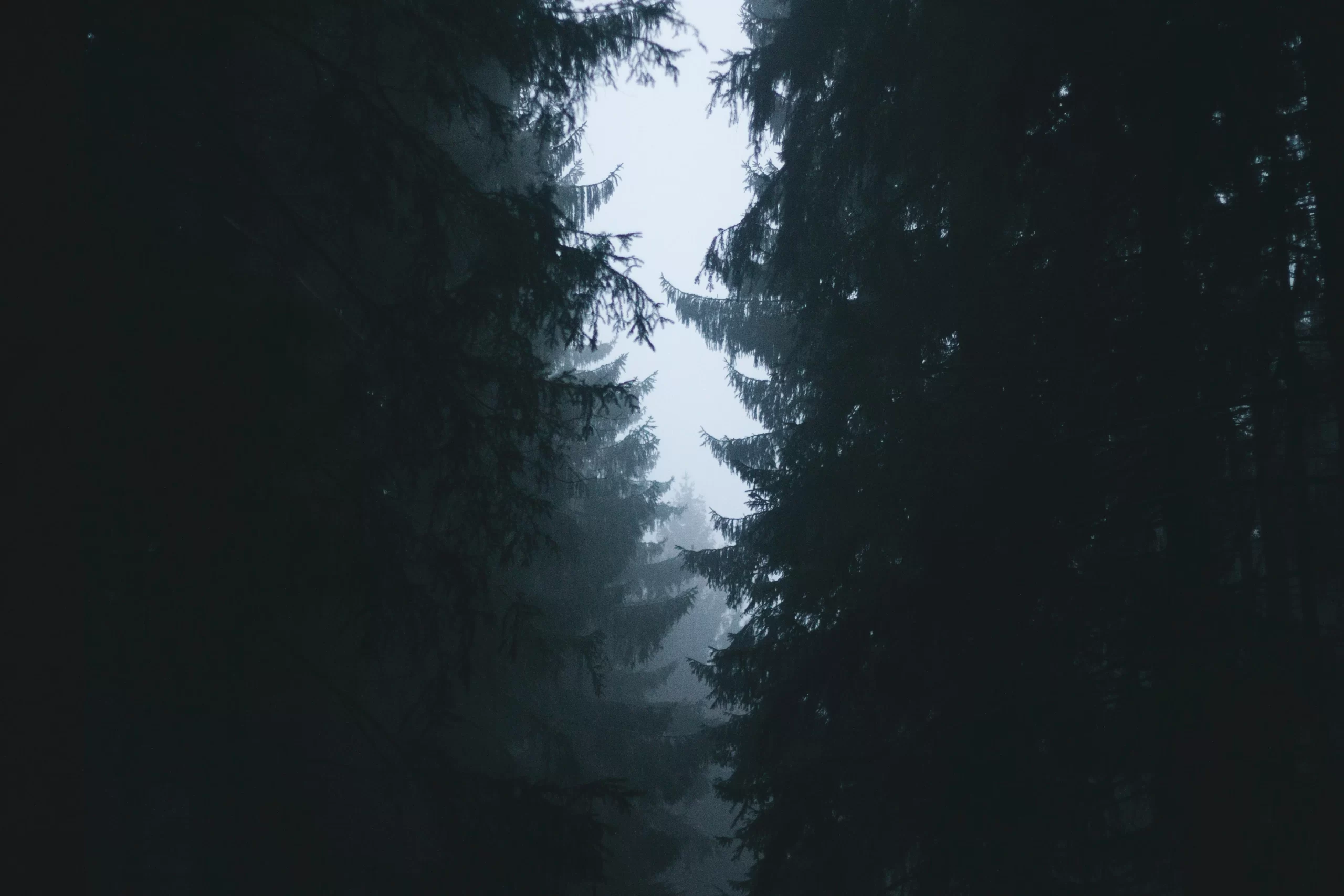 A dark forest with a small opening of sky between the trees
